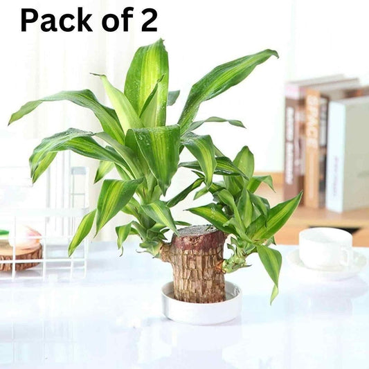 Brazilian Lucky Wood Plant (Buy 1 Get 1 Free)