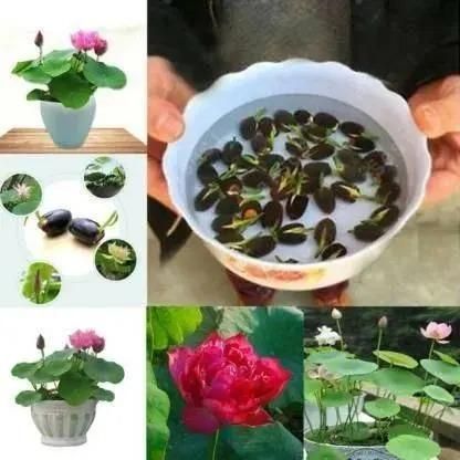 சாந்தி தாமரை விதைகள்